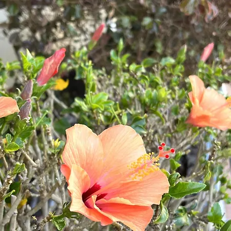 Boutique Penthouse Sea View Apartamento