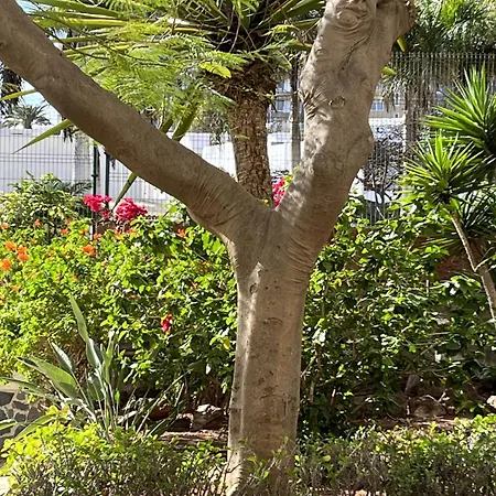 Boutique Penthouse Sea View * Los Cristianos (Tenerife)